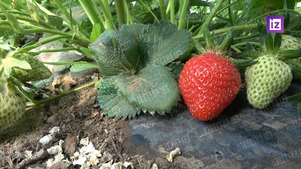 ������� ���������� ������� ���������� �������� ���� ����� ����