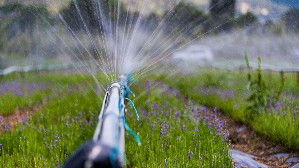 ���� �� ������-��������� ������ ������ ���� �� �������� �������������