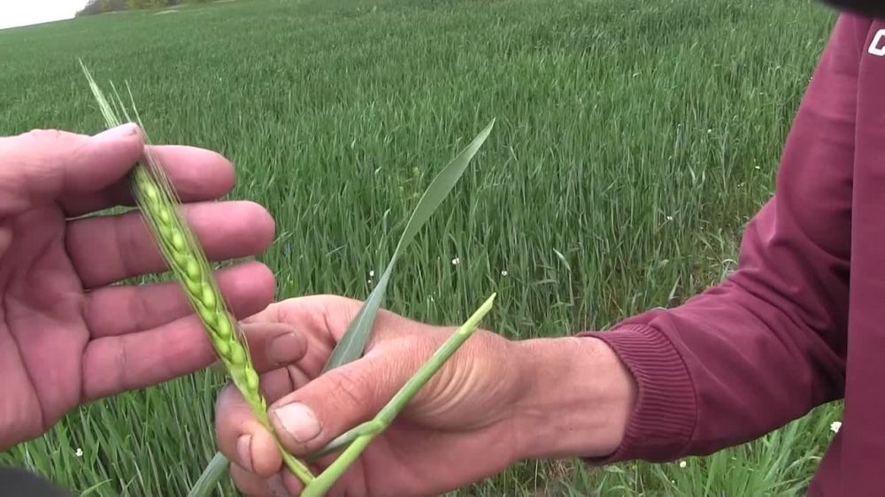 ���� ����� � ������ �� ������