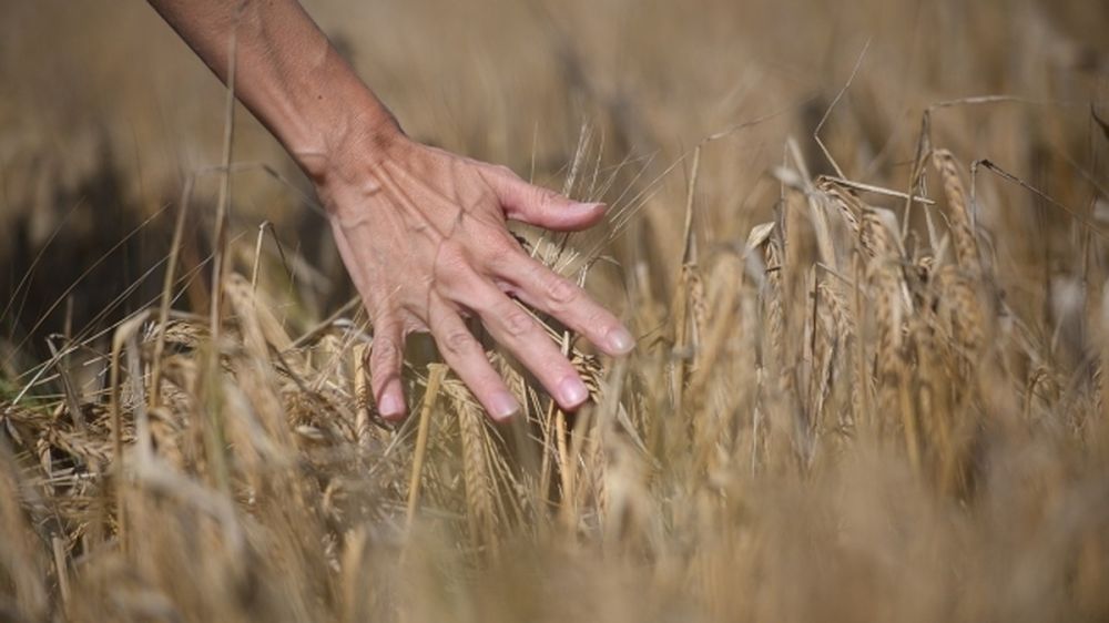 МИД РФ: сроки возобновления экспорта зерна из украинских портов зависит от "внешних кукловодов"