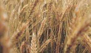 Фермер из Херсонской области встретился с Кириенко и заявил, что «Россия его услышала»