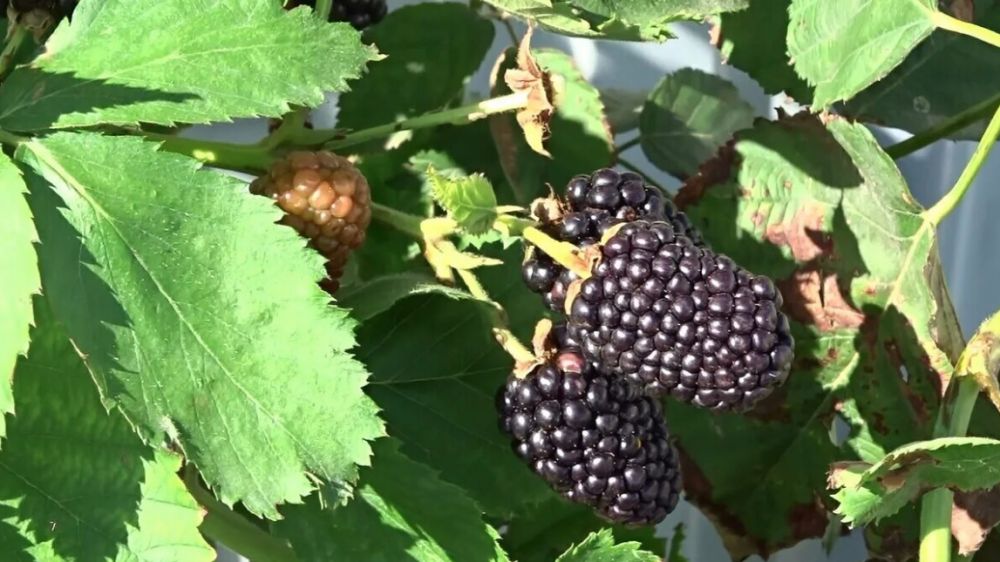 ���������� ������� ��������� ������������� ����� ������ � �������