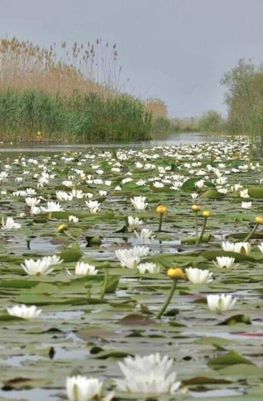 �� ���������� ���� ����� ��� ��������� �������