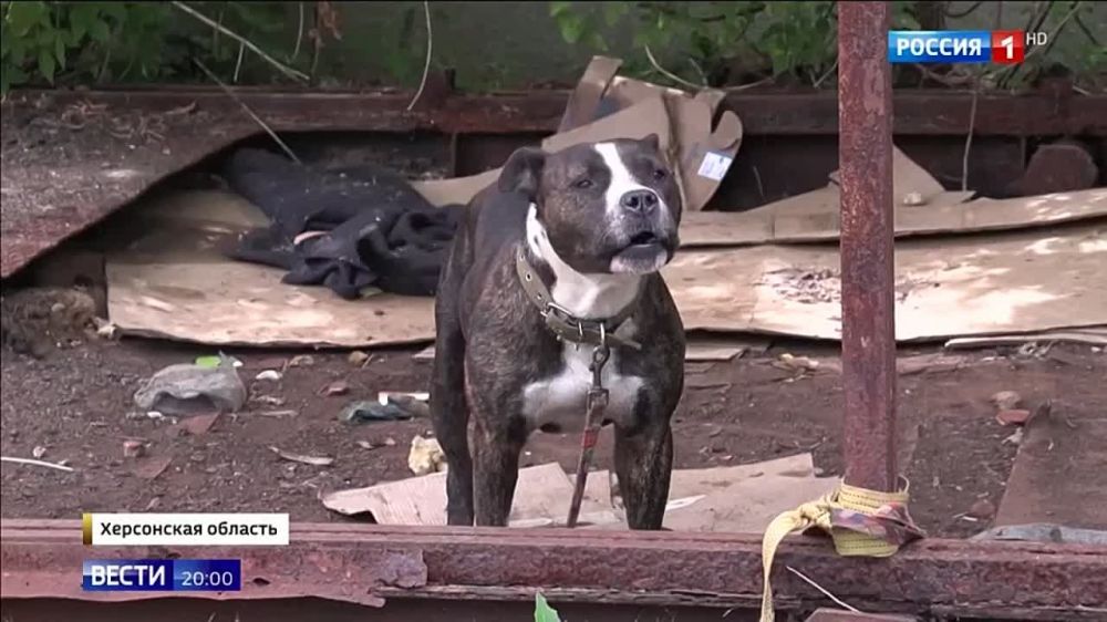 ����� � ���������. � ������� ������� ������������� �������� ������ ���������� ���������, ������� ���������� � ������, ���������� �������� �������� �������� ������ ������� � �������� � ���� ���������� �������