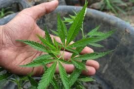 � ��������� ������� ������� ����������� "��������"