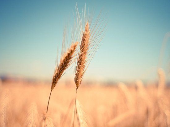 ������� �������� 16% �������� �������� � ���� ���