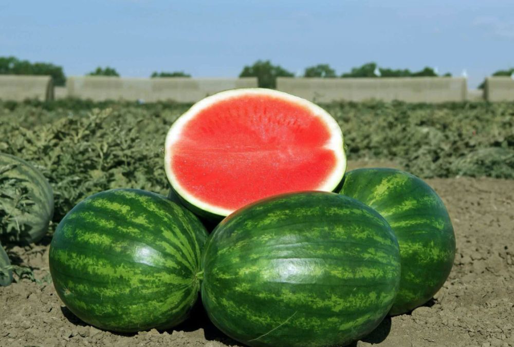 ������ ���������, ����� ���������� ������ �������� �� ��������� ���������� ���������