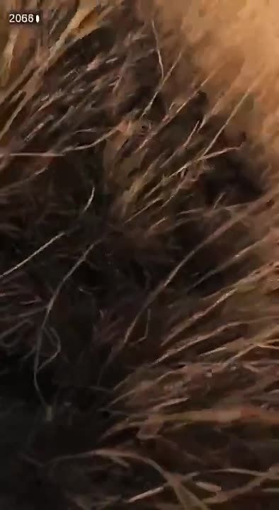 ��������� ����������� �������� �������