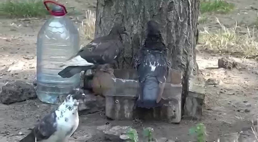 � ������� ��������� ���� �����������, ���������� ������ ���������� ����