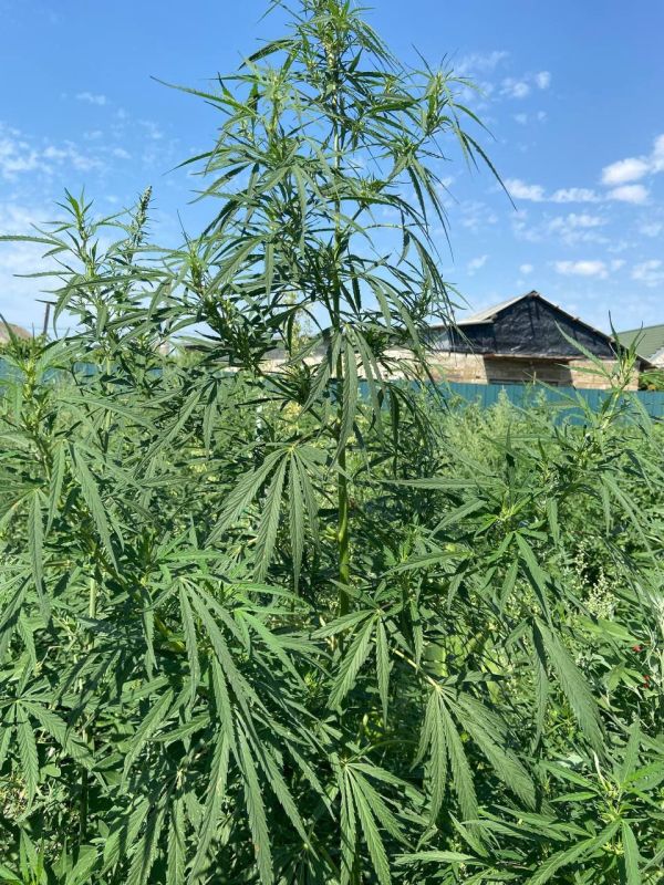 ������������ ����������� ���� ����� � ������ � �����������