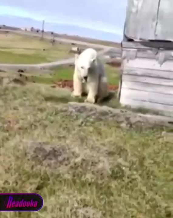 ����� �� ������� ������ �� ����� ��-��� ��������, �������� ����� ���������������� �������� ���������