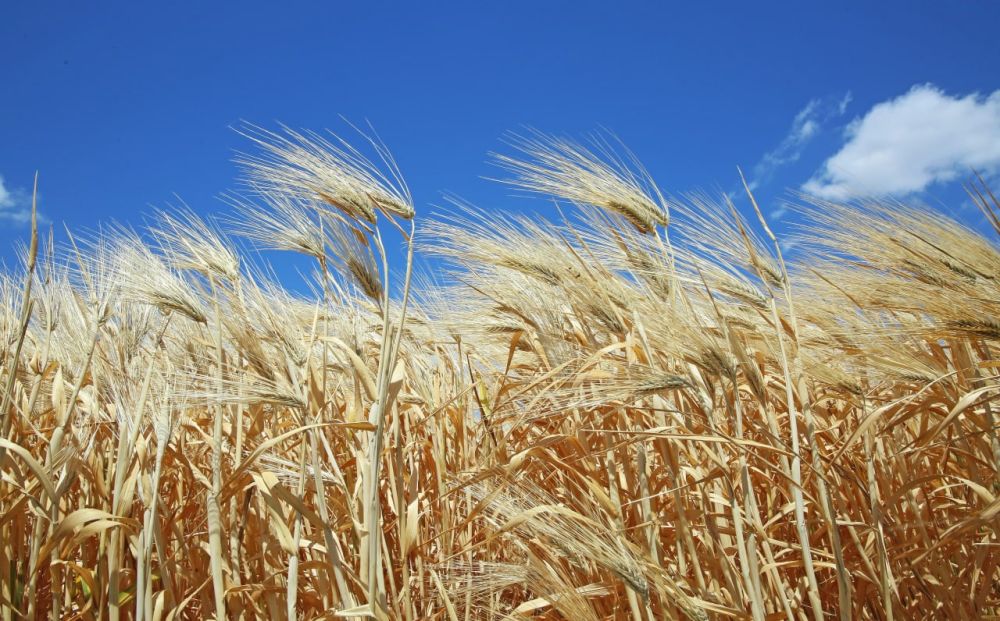 ������ ������: ���� �������� ������������� ����������� �� ������ ������������