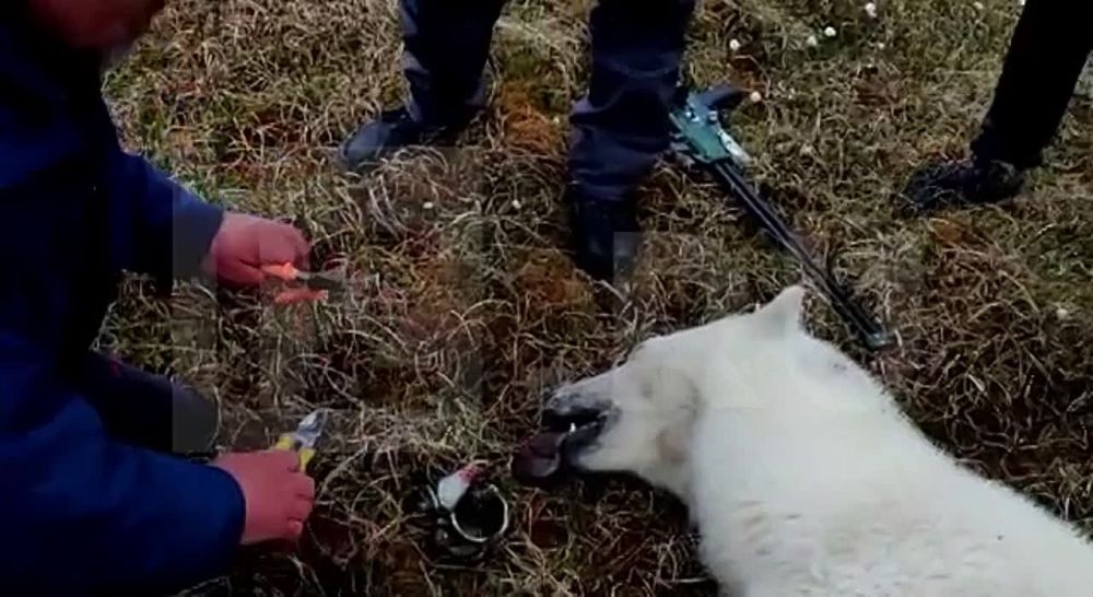 ������ �������� ��������� ��������� (��� �� ������� ���������) � ������ ������ � ���������