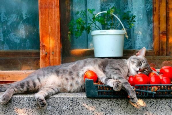 ������ � ����� ������ ����� ���������� ���������, �� ����� ���������� ��� ���� �������� - ���� �������