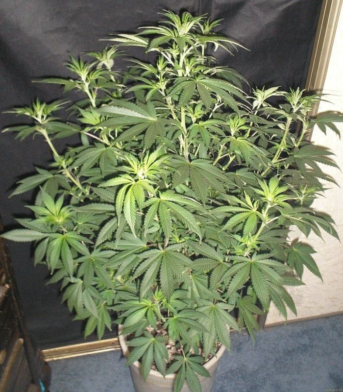 ������ ��������� ��������� ������� � ��������� �������