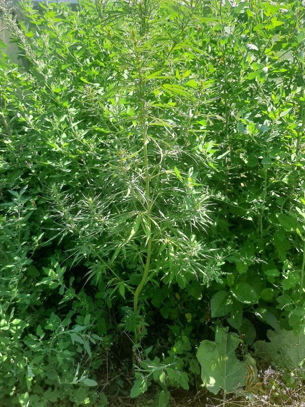 ������ ����������� ������ ��������� � ������� ������������ �������