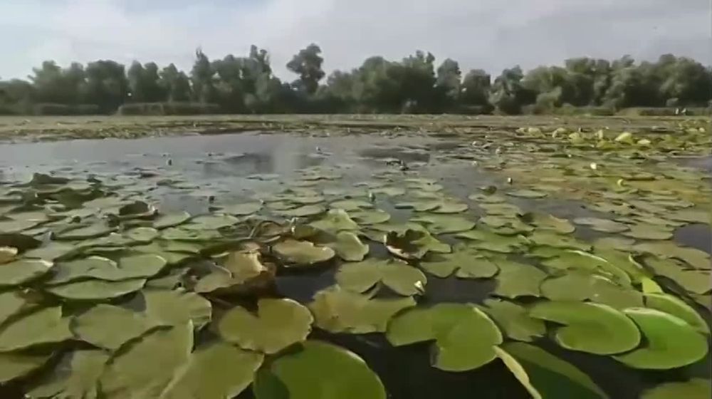 �������� ����� ����� ������� ��������������� ����� � ����� ���������� ������-�������� �� �������� � ����� ������