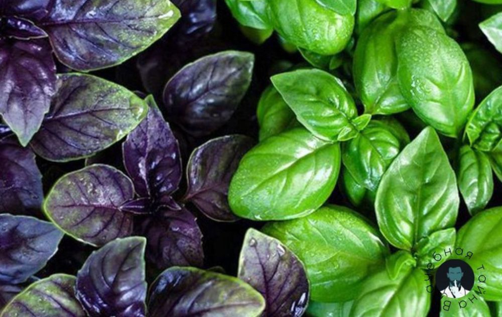 ������ ��������. ������� ����� �������� �������� ����������������� �����������, ��� �������� �������� � ����������, �������� ������� �������������