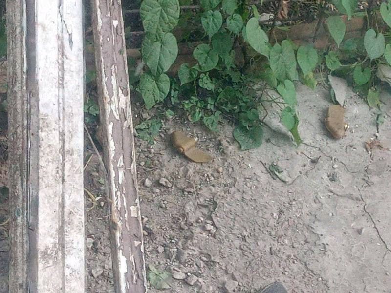 ��� ������, ���� � ������� ������� ����-��������?