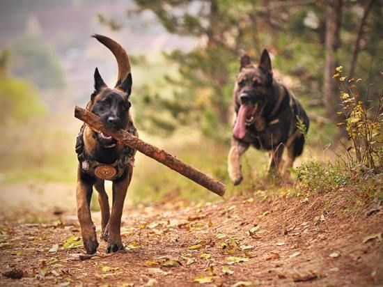 � �������� ������-����������� ����� �������