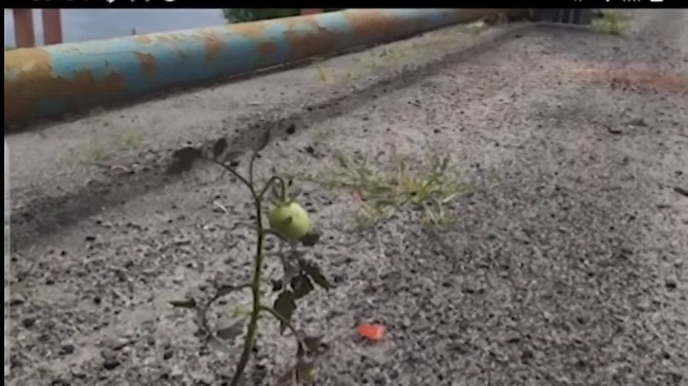 ��� ������������ ������ ������������ �����