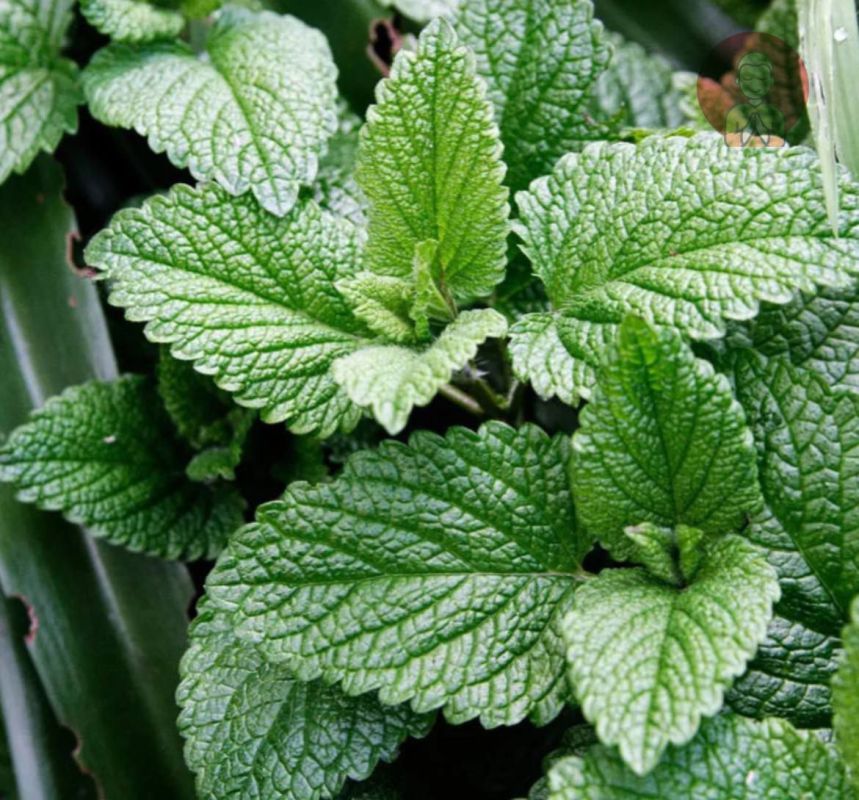 ������ ������ ����������