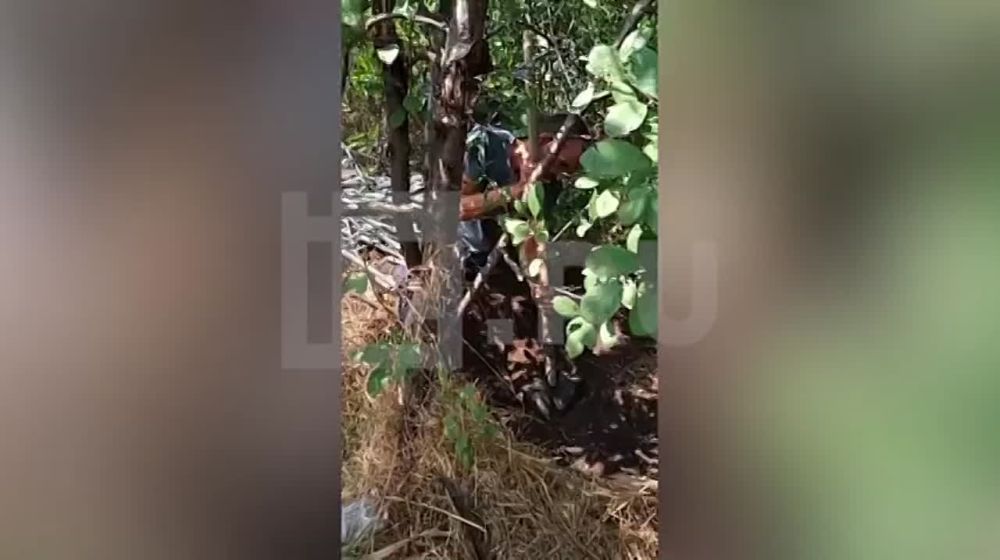 ������ �������, ������������� ��� ���������� � ������������� ���������� �����, ��������� ���������� ���������