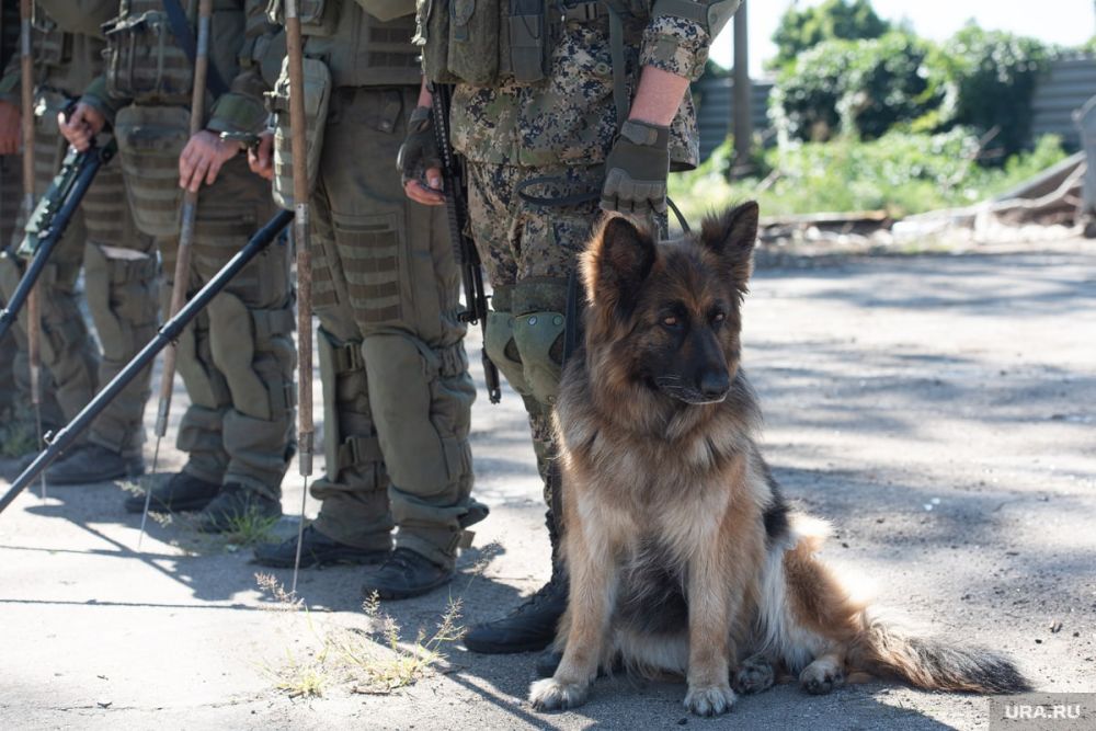 ������� � ��������� ������� ��������� �������� �������, � ����������������, � ������� ��������� ������� ����, ������� �� ��������� � Die Welt