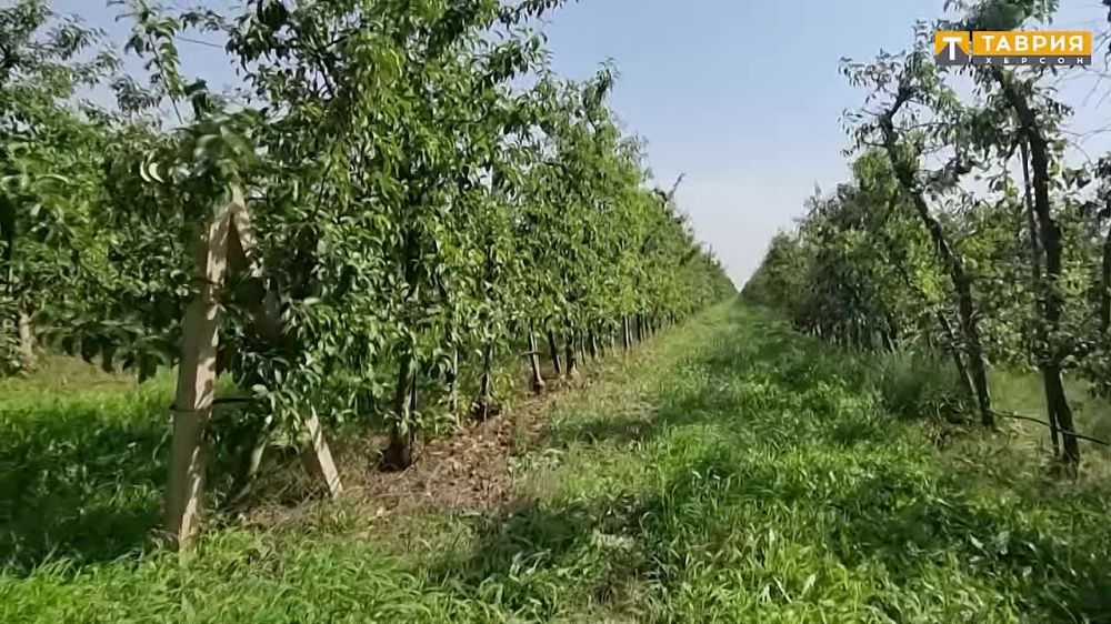 ���������-������ ����������� �������� ����� ����������� ��� �����