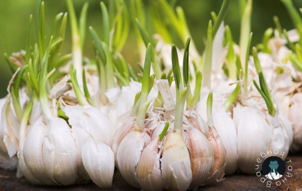 ������ ������� ���� ������������� �������