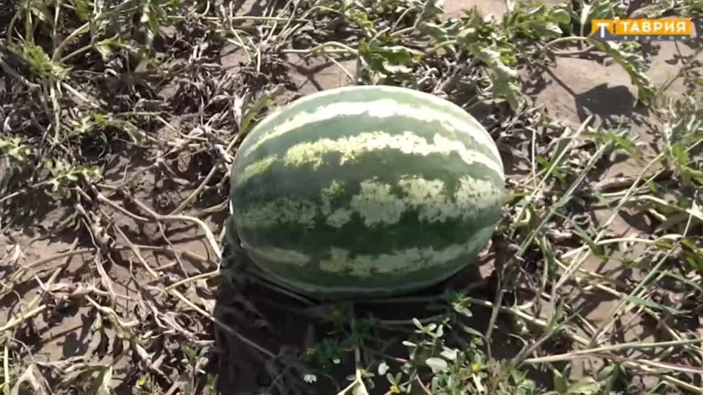 �������� ������ ����� ����������� �� ���� ���� �� �������� ���������� - �����