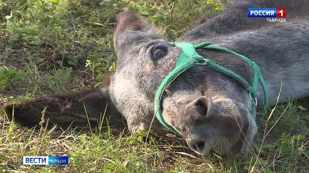 ����� �������������-������������� ��������� �������� ������