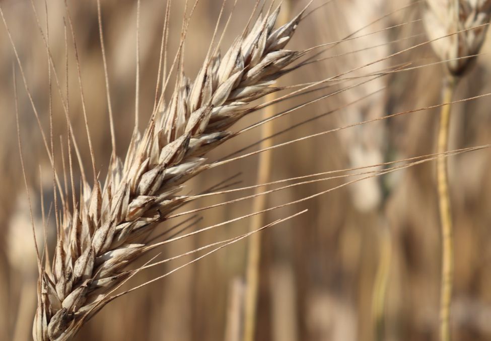 � ���������� ������� ��� ������� ����� 1,5 ���. ���� ��������