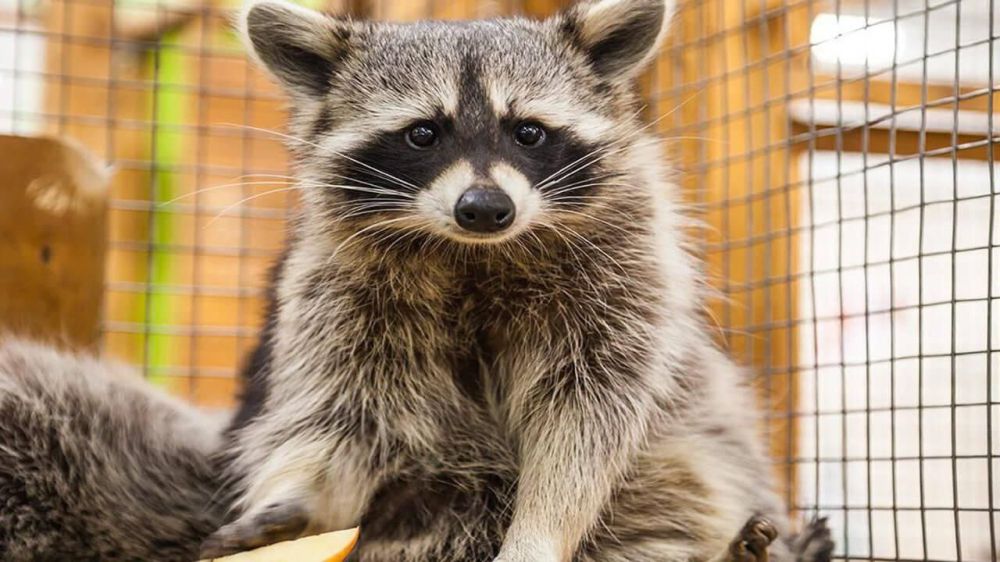 ���������� �������� ��� ���������� ������� � ��� � ������������� � ��� �����������