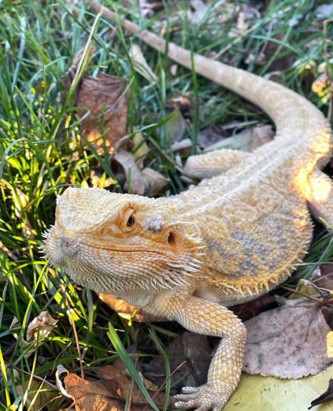 ������� ���� ����� � ���������� ��������� ������ ��� ������ �������� (����� �����������, 158) ��������� ������� ����� ������� (�������� ������������ ��������), � ����� �������� ���� ������ ����������� ���