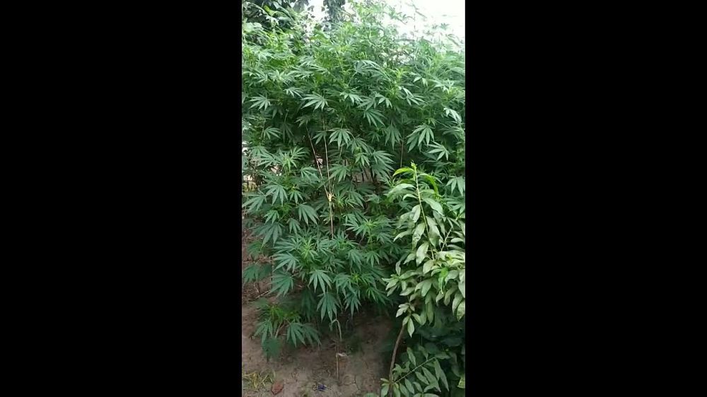 ����������� ����������� ������� ���������� ����� �������