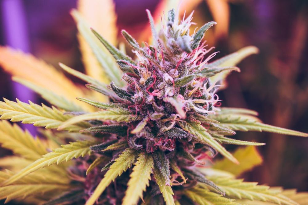 � ���������� ������������� ������ ����������� ��������� ����� ������������� � ��������� ������� �������