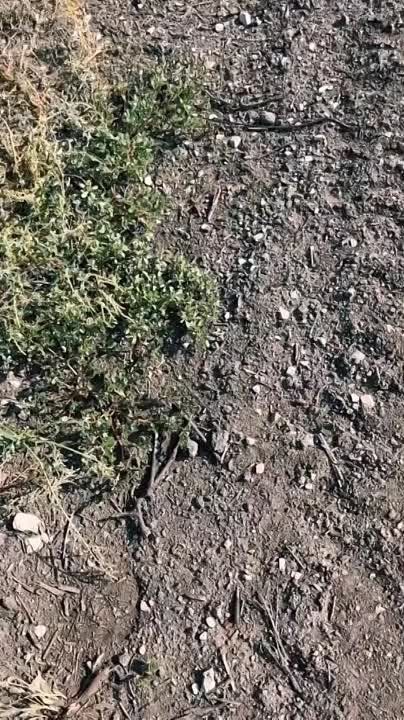 ����� ��� � ���������� ������� �������� ����-2