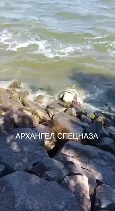 ����������������, ����� � ���������� �������������, ��� ��� �������� �������� ������� ������ �� �������� ������