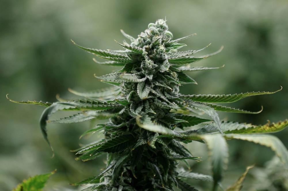 � ���������� ������� ����������� ������� ���������������� ����������� �������