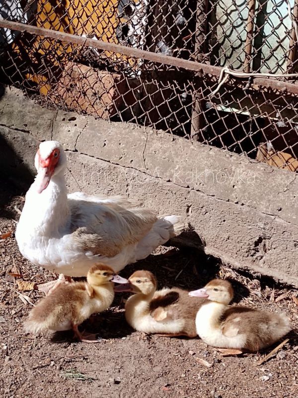 ��������� ���������� ������� ���������� ��������� ������