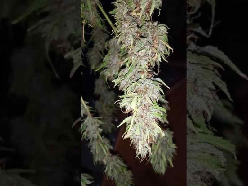 ������� ������� � ������������� ��������� ���� ����������� ����������� �������