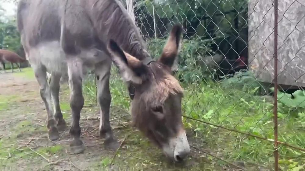 �������� ����������� ���������� ��������� � ������