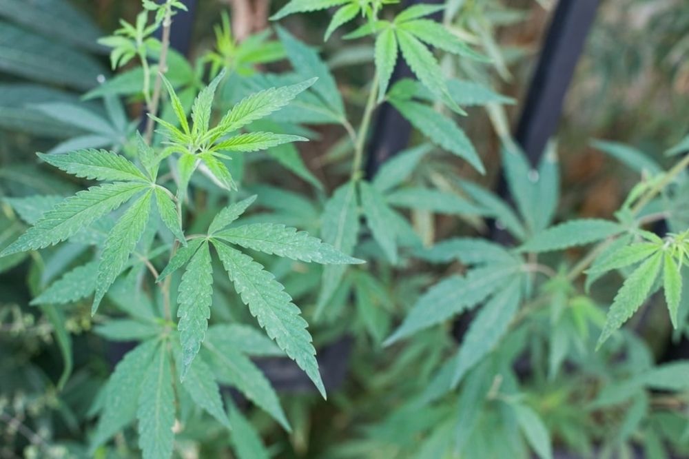 ������������������ ������ ���������� ������� ������� ����������-��������� ����������� �� ��������������� ������� ����������