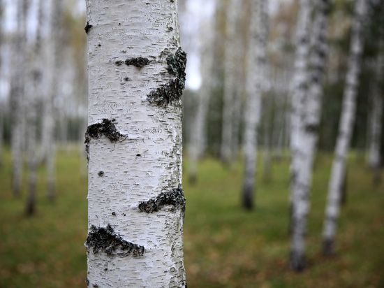 � ������� ������������� ��������� ������ ������ ����� � ��������