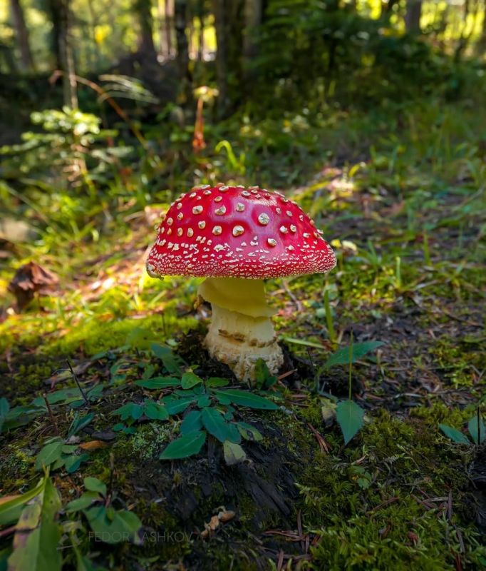 ����� �� ���������� ������� �������� ������������ ������ �������� � �������� ���������������