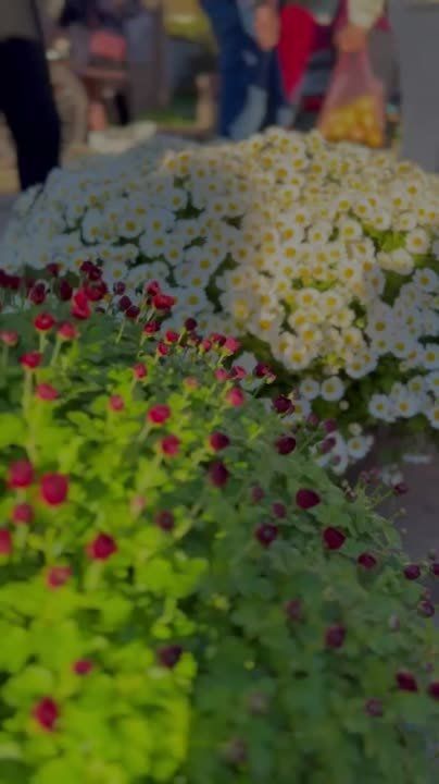 ������� ������ ������� ������� � ���. ���������