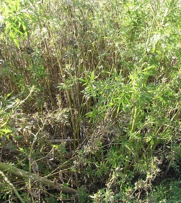 ���������� ������� ������� � �������� ������ ��������� ������� � ���������� ������������� ������