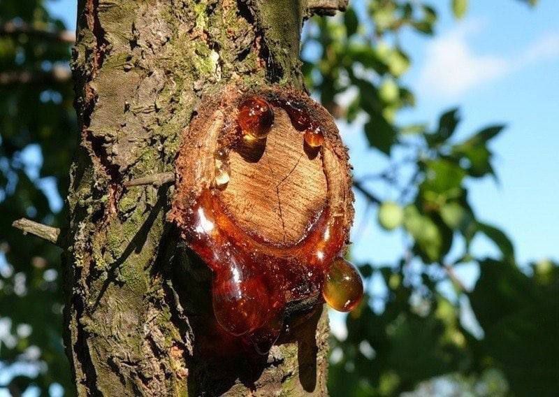 ����� � �������� ��������, ������� ������ ������ ������