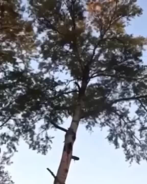 ������� ������������ ���������� ��� ����������� ������ ��� �������� �������� � ��� �������� ����� �� ����������� ���������